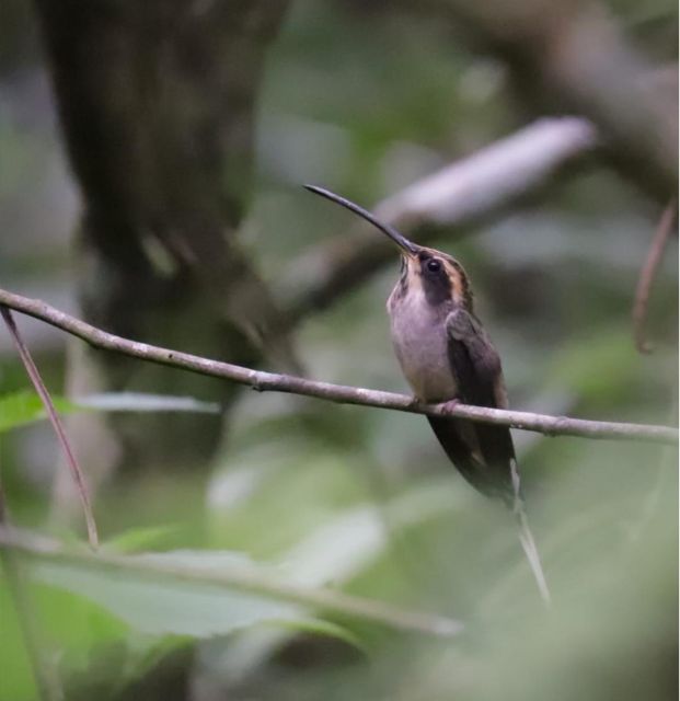 Birdtour + Onça Waterfall - Restrictions