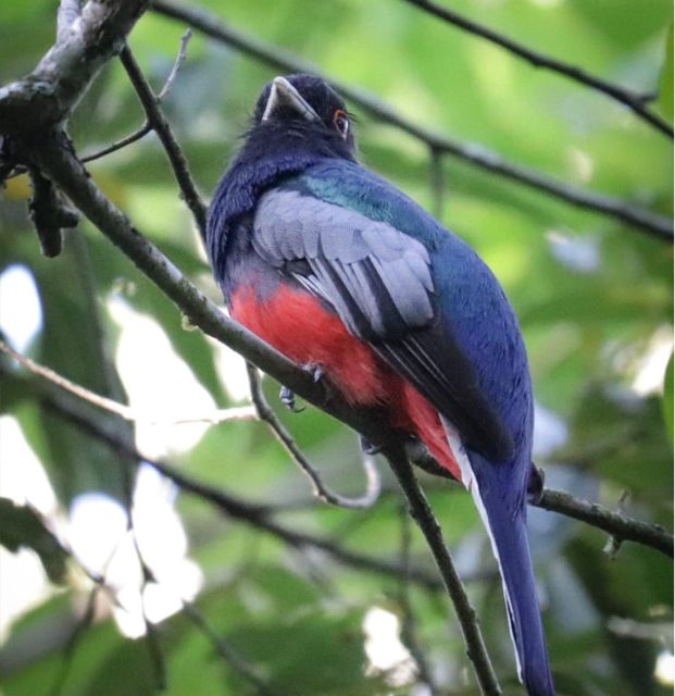 Birdtour + Onça Waterfall - Wildlife Encounters