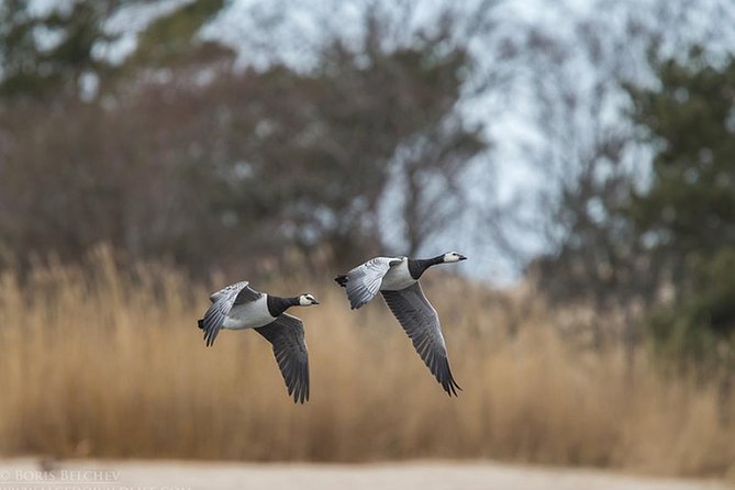 BIRDWATCH - Premium Guided Canoe Tour at Cape Vente, Nemunas Delta Regional Park - Birdwatching Opportunities
