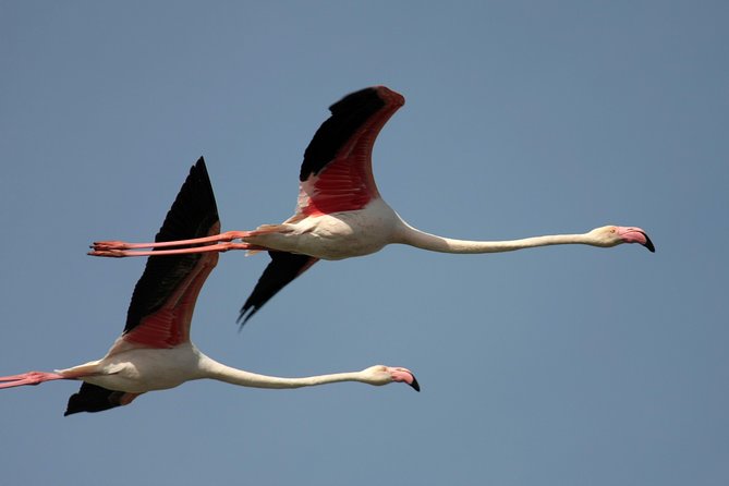 Birdwatching and Photo Tour in Diaccia Botrona - Guide Expertise and Support