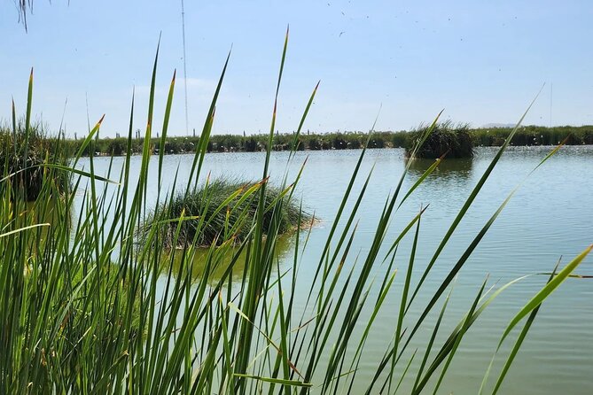 Birdwatching and Trekking in Lima City - Diverse Bird Species