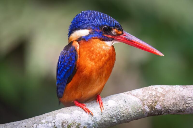 Birdwatching Around Yogyakarta - Key Points