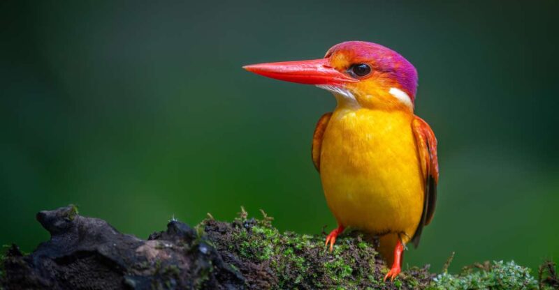 Birdwatching Around Yogyakarta - Tour Duration and Group Options