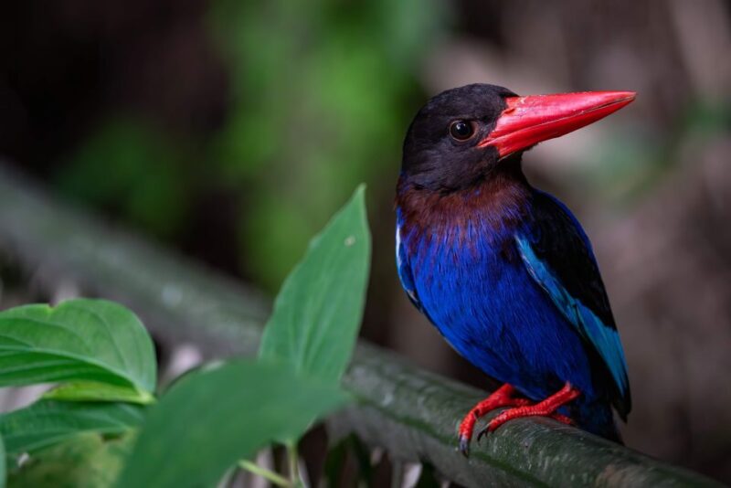 Birdwatching Around Yogyakarta - Comprehensive Tour Inclusions
