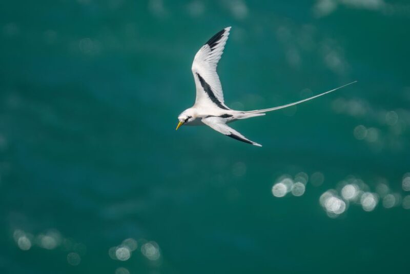 Birdwatching Around Yogyakarta - Photographic Birding Journey