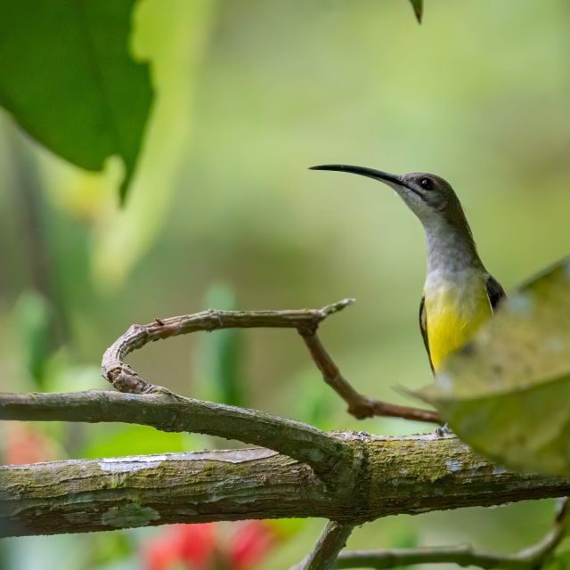 Birdwatching Around Yogyakarta - Conservation and Nature Exploration