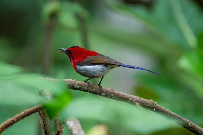 Birdwatching Around Yogyakarta - Meal and Beverage Offerings
