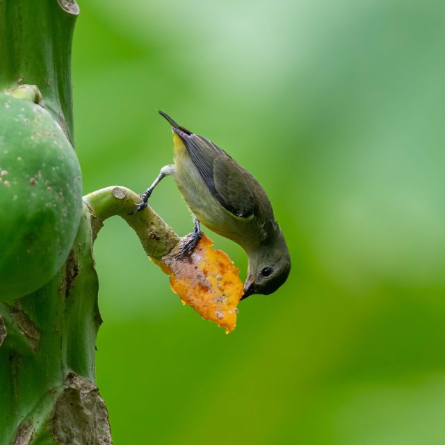Birdwatching Around Yogyakarta - Booking and Cancellation Policies