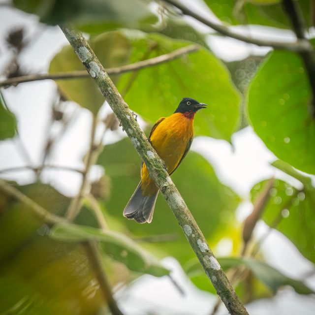Birdwatching Around Yogyakarta - Essential Packing Recommendations