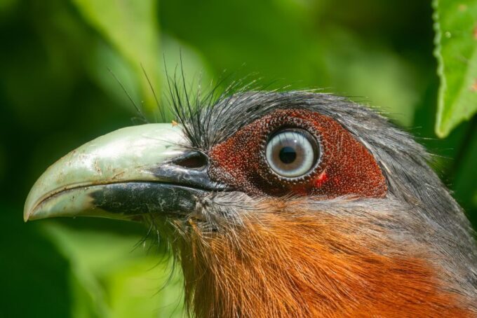 Birdwatching Around Yogyakarta - Frequently Asked Questions