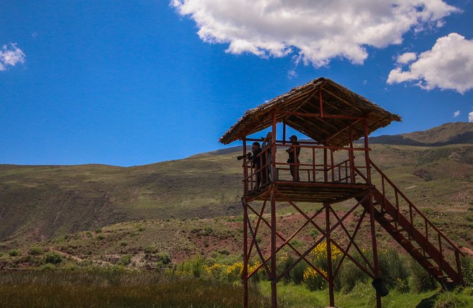 Birdwatching at Huacarpay Wetland in Cusco - Key Points