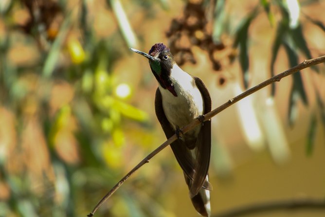Birdwatching at Huacarpay Wetland in Cusco - Extraordinary Birdlife