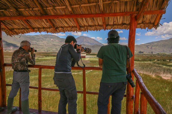 Birdwatching at Huacarpay Wetland in Cusco - Migrant and Native Birds