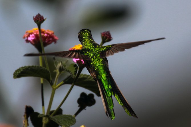 Birdwatching at Huacarpay Wetland in Cusco - Expected Bird Counts