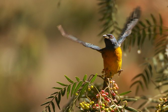 Birdwatching at Huacarpay Wetland in Cusco - Additional Tour Offerings