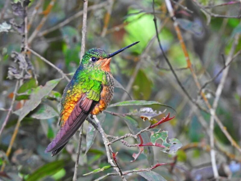 Birdwatching at Monserrate Bogotá - Experience Highlights