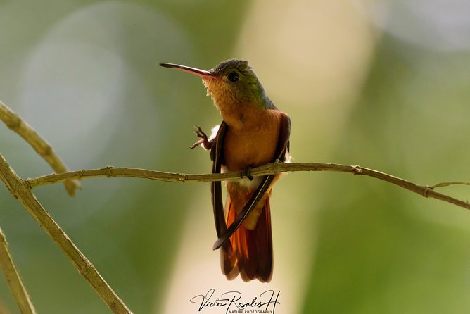 Birdwatching at the Mayan Cities With Certified Guide - Meeting and Pickup