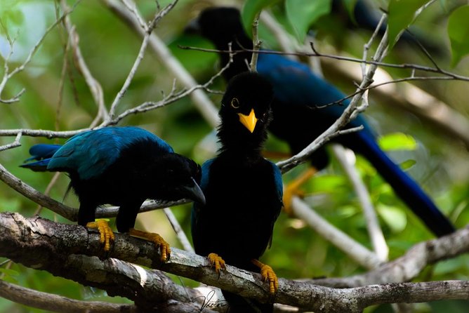 Birdwatching at the Mayan Cities With Certified Guide - Health and Accessibility