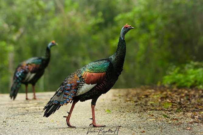 Birdwatching at the Mayan Cities With Certified Guide - Mayan Cities Exploration