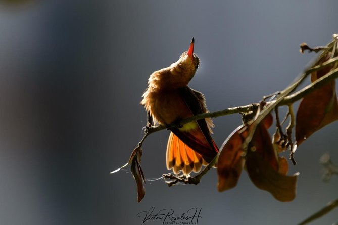Birdwatching at the Mayan Cities With Certified Guide - Expert Guides Insights