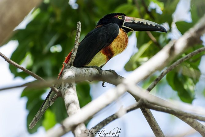 Birdwatching at the Mayan Cities With Certified Guide - Feedback and Reviews
