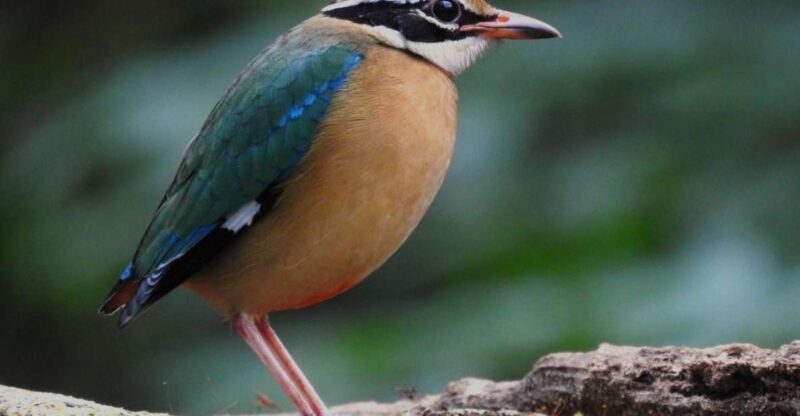 Birdwatching & Bird Photography at Thattekkad - Diverse Bird Species