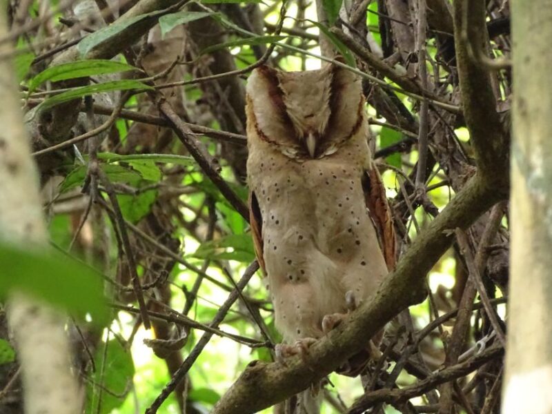 Birdwatching & Bird Photography at Thattekkad - Birding Guide and Experience