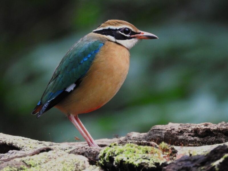 Birdwatching & Bird Photography at Thattekkad - Highlights of the Tour