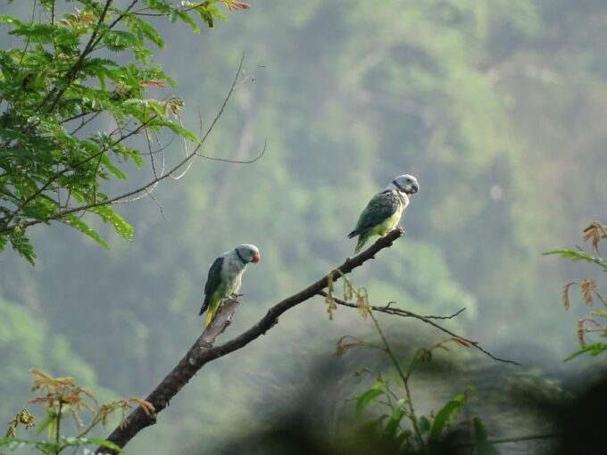 Birdwatching & Bird Photography at Thattekkad - Group Experiences Available