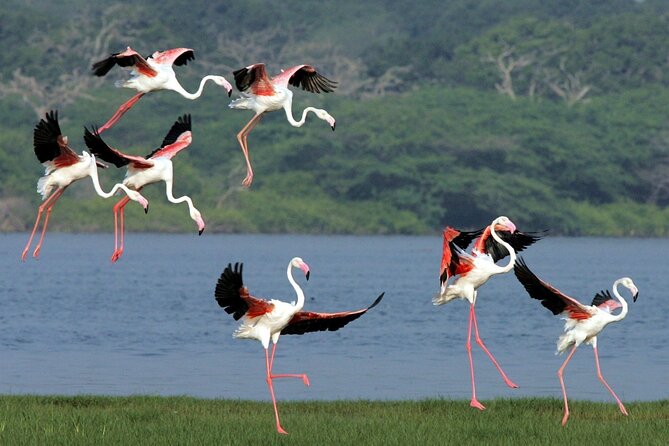 Birdwatching Boat Ride in Kalametiya Sanctuary - Key Points