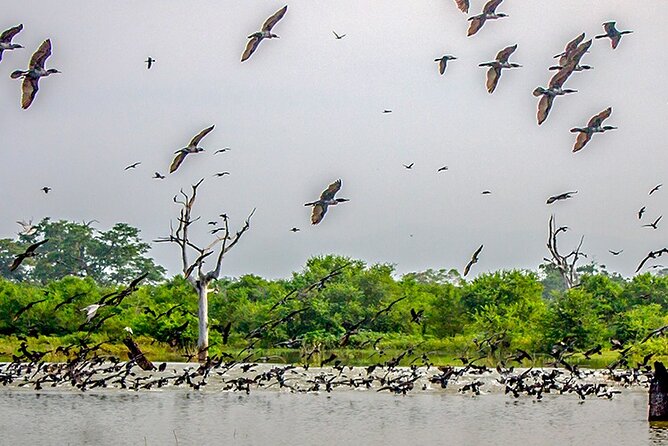 Birdwatching Boat Ride in Kalametiya Sanctuary - Tour Details