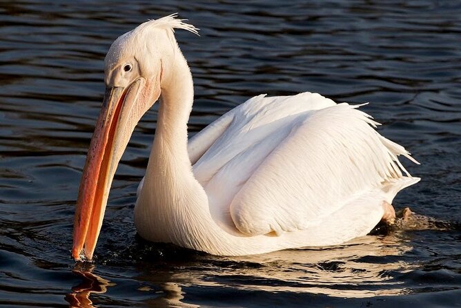 Birdwatching Boat Ride in Kalametiya Sanctuary - Inclusions