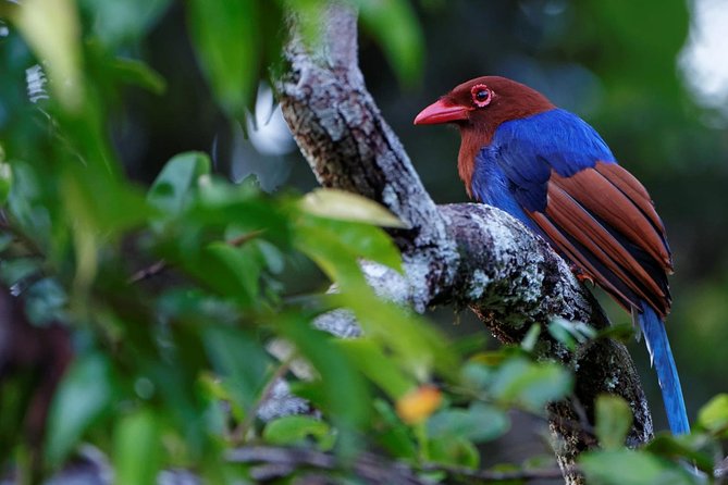 Birdwatching Boat Ride in Kalametiya Sanctuary - Booking Information