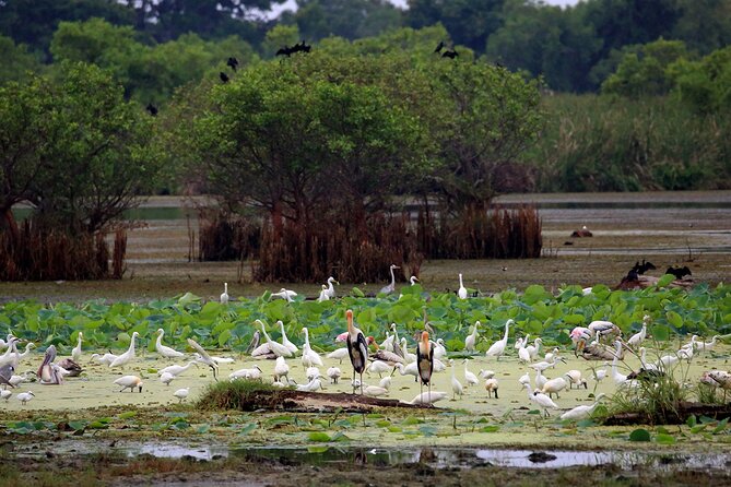 Birdwatching Boat Ride in Kalametiya Sanctuary - Operated by Lakpura LLC