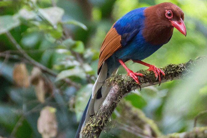 Birdwatching Boat Ride in Kalametiya Sanctuary - Tour Schedule and Meeting Point