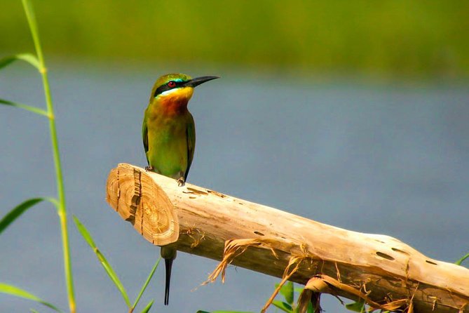 Birdwatching Boat Ride in Muthurajawela Marsh - Key Points