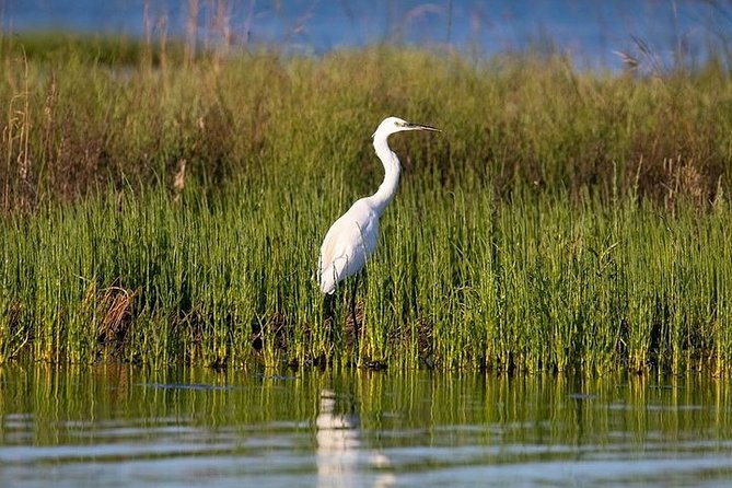 Birdwatching by Boat in a Small Group in the Pialassa Baiona - Cancellation Policy