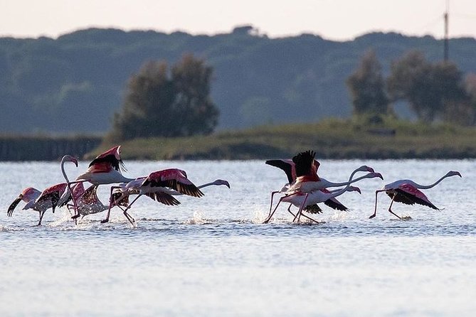 Birdwatching by Boat in a Small Group in the Pialassa Baiona - What to Expect on the Tour