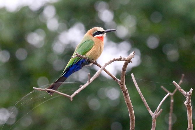 Birdwatching Cruise in Zambezi River With Breakfast - Delectable Breakfast Spread