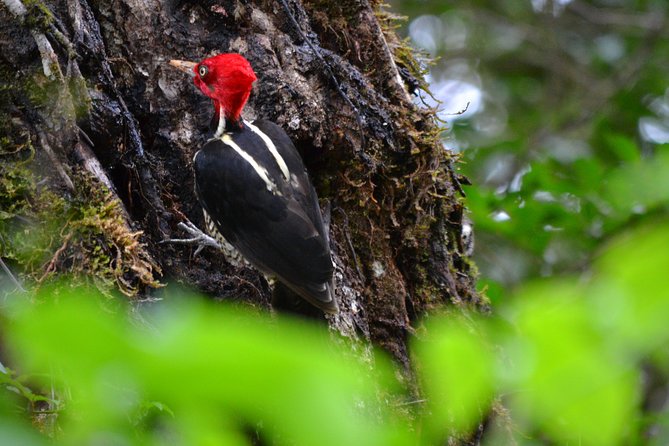 Birdwatching Curi Cancha Reserve With Transport (Entrance Fees NOT Included) - Inclusions and Requirements