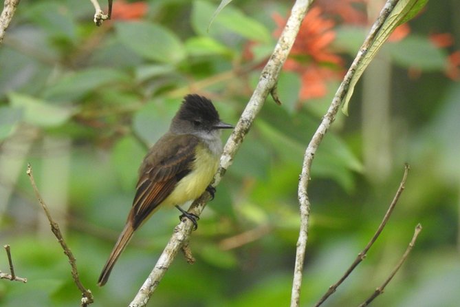 Birdwatching - Capturing Stunning Bird Photographs