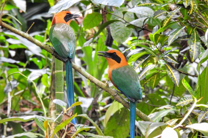 Birdwatching - Birdwatching Tour Highlights