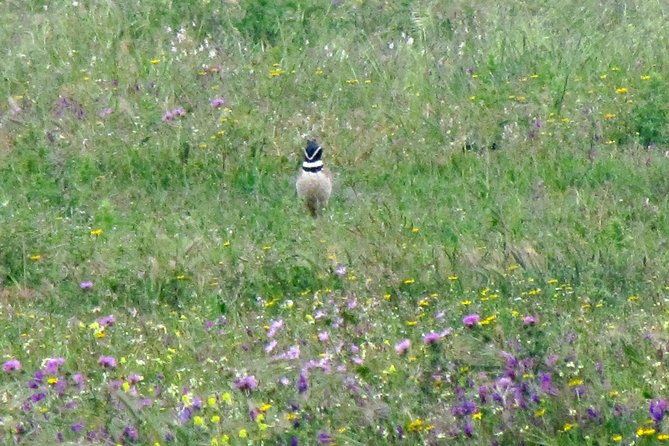 Birdwatching Day Around Sagres - Pricing and Booking