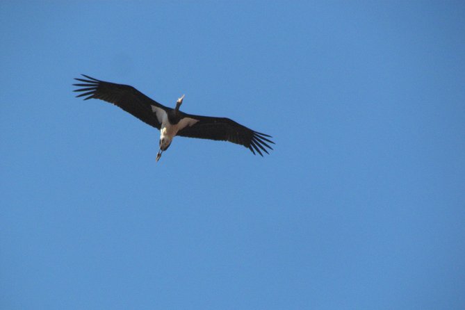 Birdwatching Day Around Sagres - Accessibility and Participation