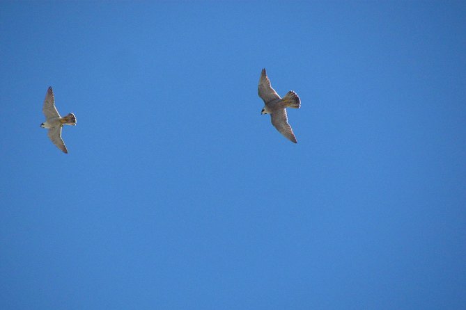 Birdwatching Day Around Sagres - Reviews and Ratings