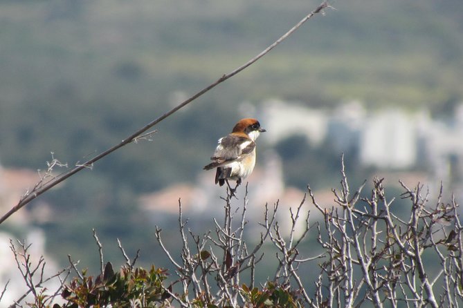 Birdwatching Day Around Sagres - Explore the Sagres Region