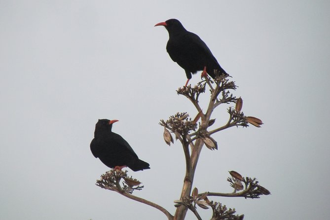 Birdwatching Day Around Sagres - Questions About Staying Here