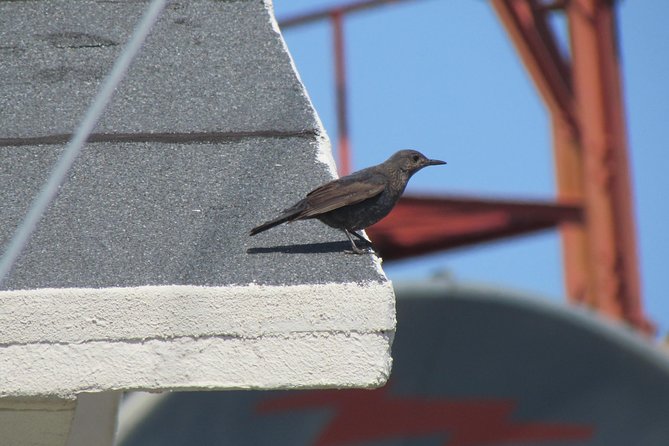 Birdwatching Day in the Monchique Hills - Participation Requirements