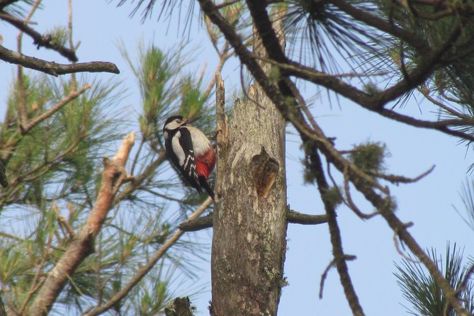 Birdwatching Day in the Monchique Hills - Booking Information