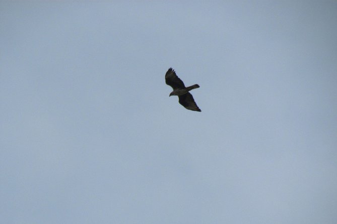 Birdwatching Day in the Monchique Hills - Reviews and Ratings